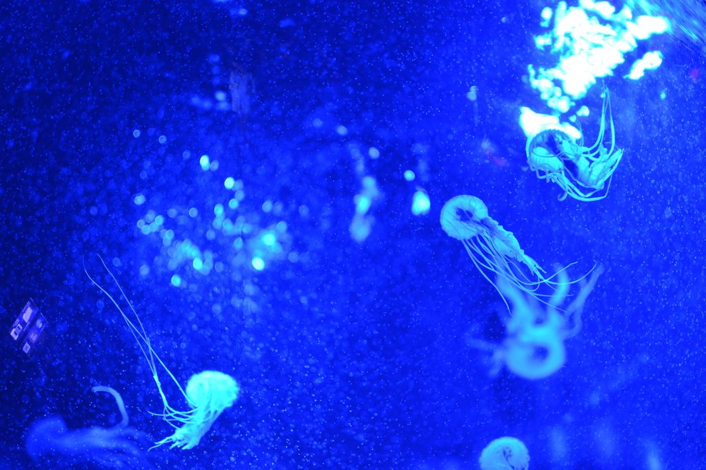 Jelly fish