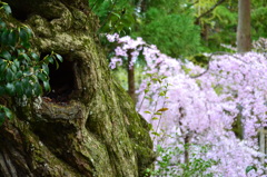 筑波山神社