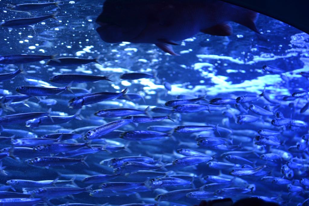 Aquarium