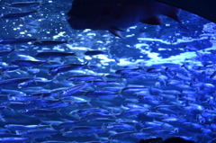Aquarium
