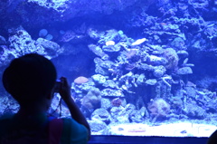 Aquarium