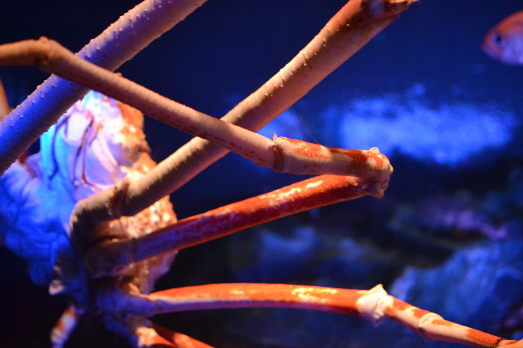 Aquarium