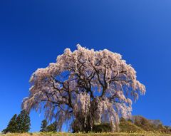 春の独唱