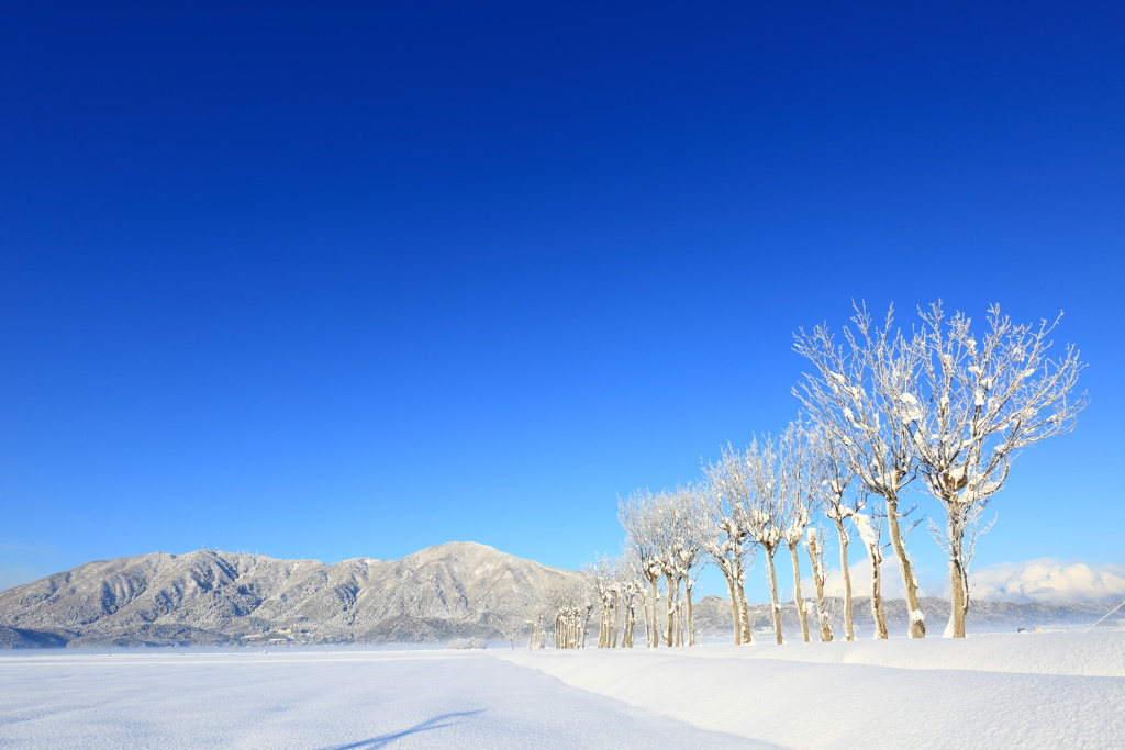 越後平野の雪景色
