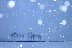 雪やこんこ