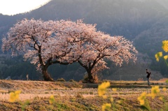 夫婦桜夕映え