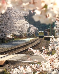 桜の電車