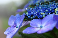 霧中の花