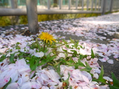 桜だけの春じゃない