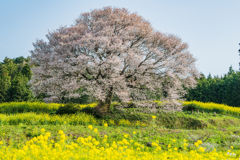 馬場の山桜-3