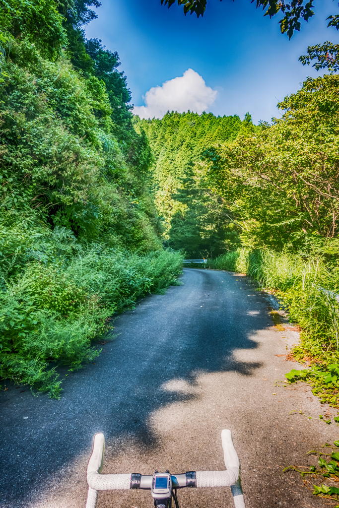 夏の林道