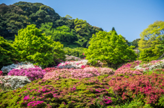 久留米森林つつじ公園-3