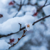 雪と桜-1