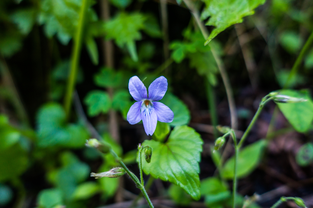 タチツボスミレ