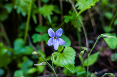 タチツボスミレ