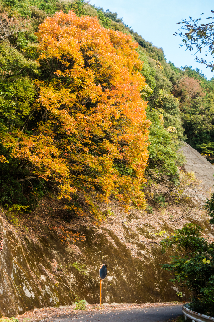 県道の登りで