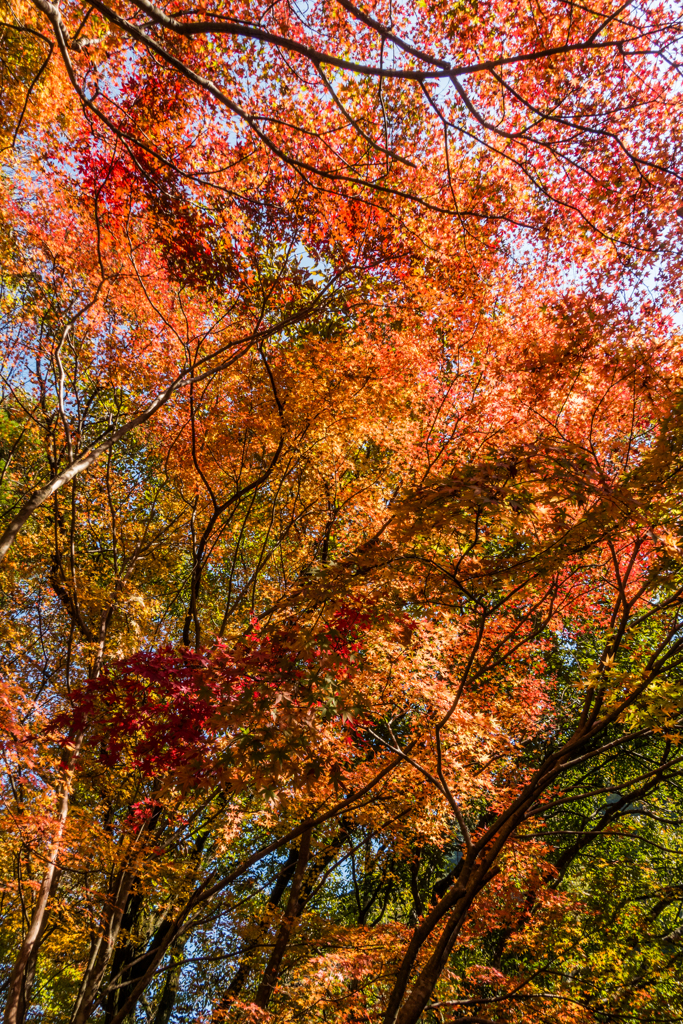 雄渕雌渕の紅葉-2