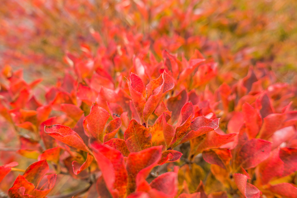 紅葉したドウダンツツジ