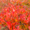 紅葉したドウダンツツジ