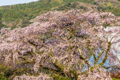 宝珠寺のヒメシダレ-2