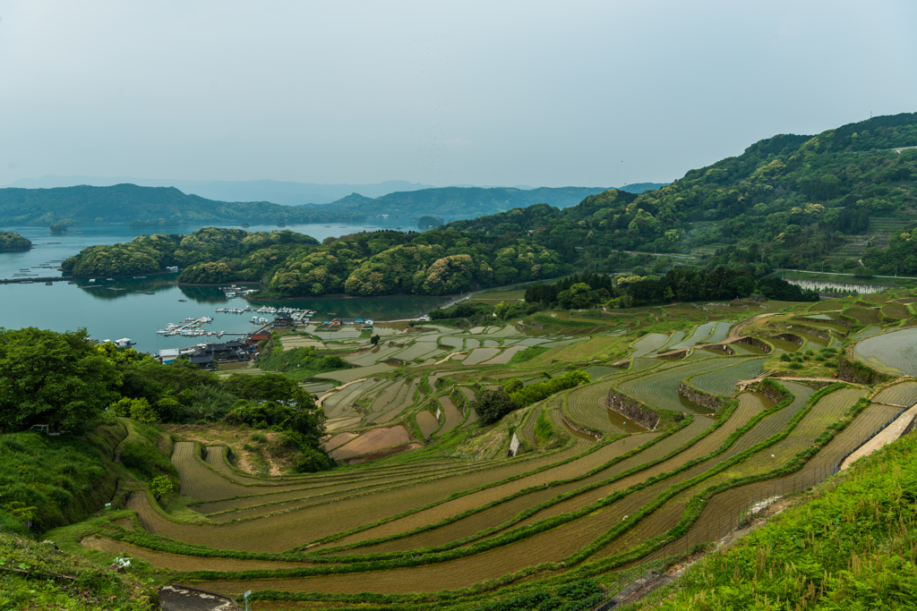 大浦の棚田-2