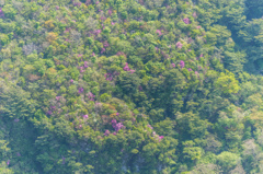 普賢岳斜面のミツバツツジ