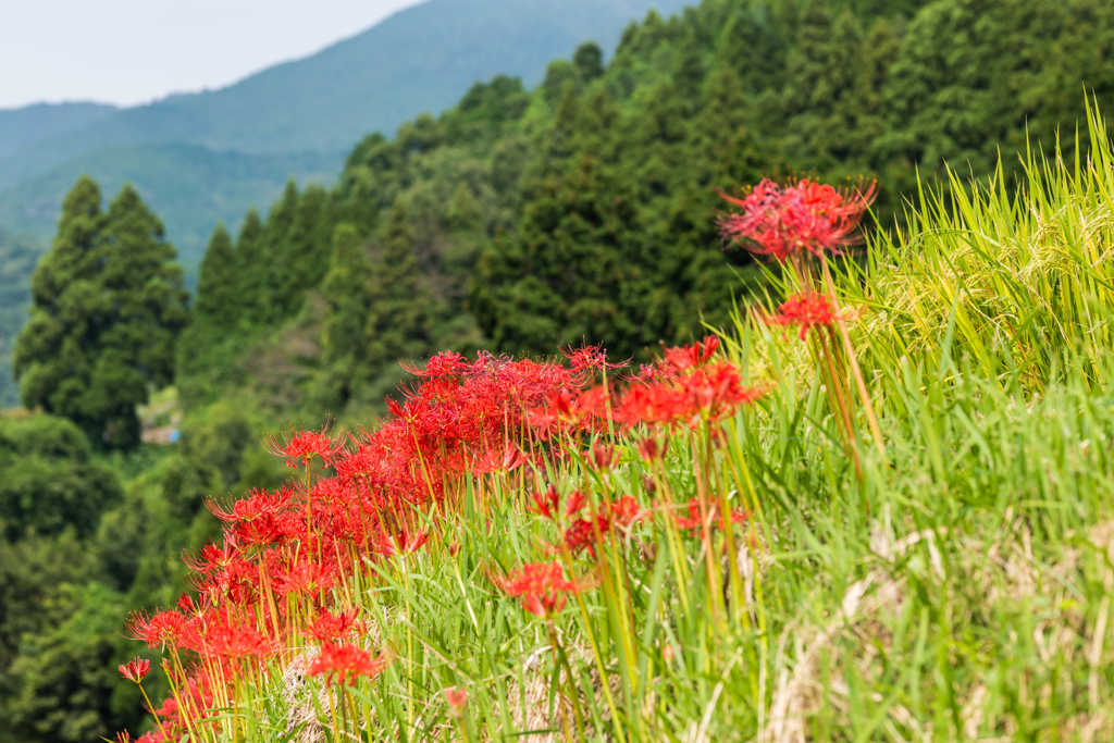 江里山の彼岸花-15