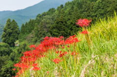 江里山の彼岸花-15