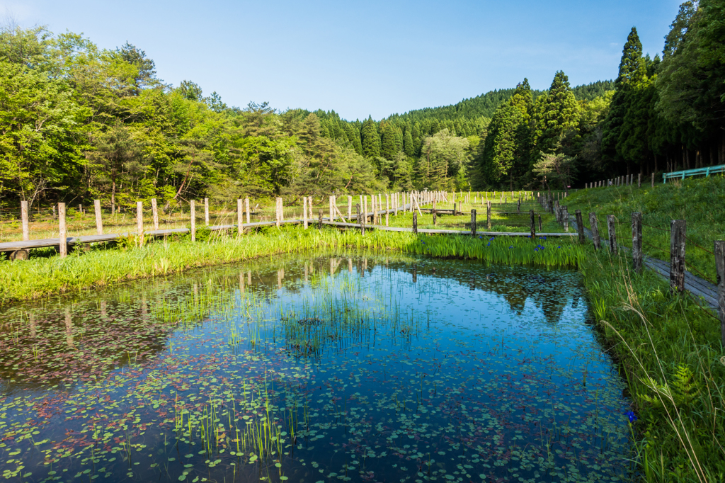 樫原湿原