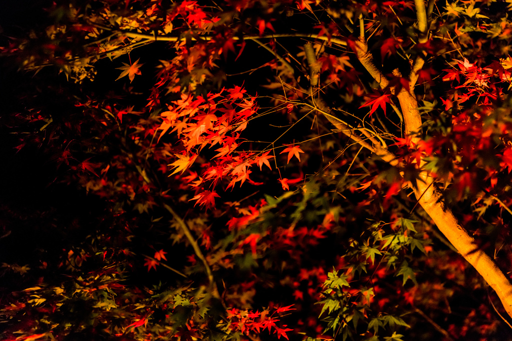 清水竹灯り-紅葉-3