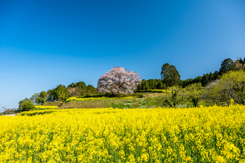 馬場の山桜-1