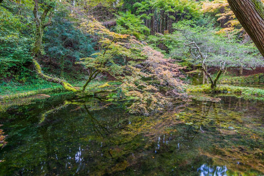 山吹水源-4