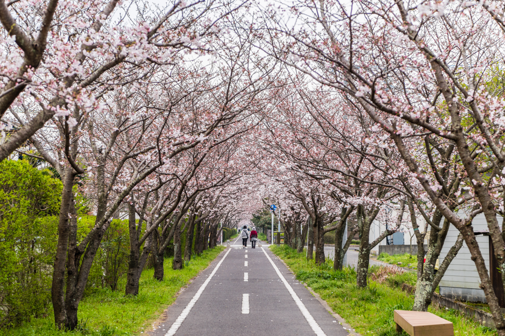 桜のトンネルを散歩