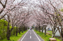 桜のトンネルを散歩 桜のトンネルを散歩