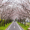 桜のトンネルを散歩