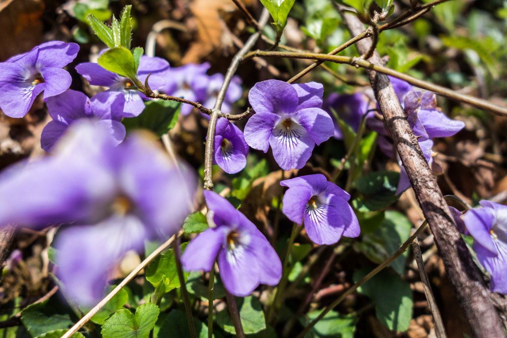 タチツボスミレ