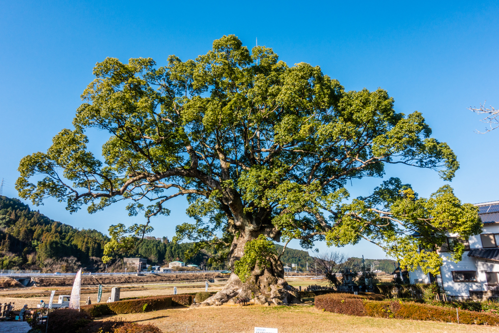 川古の大楠