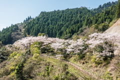 厳木ダムの桜-1