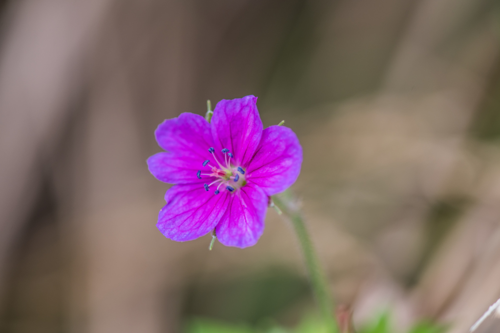 ゲンノショウコ