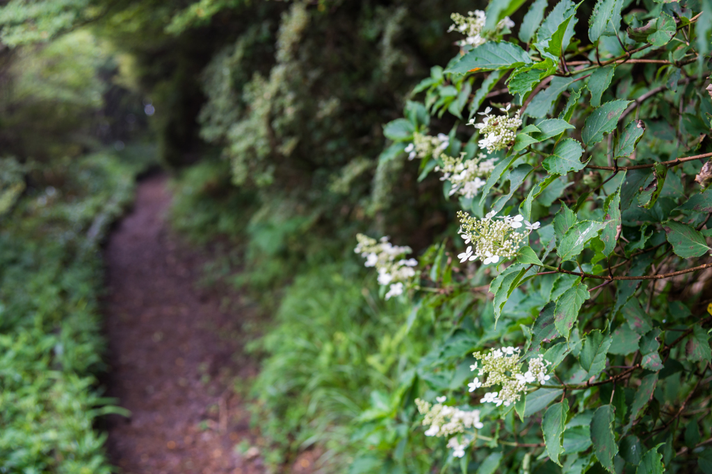 妙見から国見への登山道