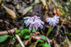 シロバナショウジョウバカマ