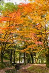 多久若宮八幡宮の紅葉-4