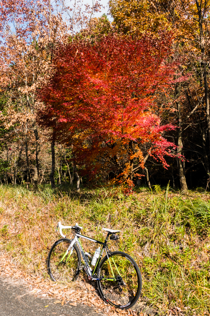 まだまだ残っていた紅葉