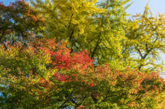 イチョウとモミジ-2