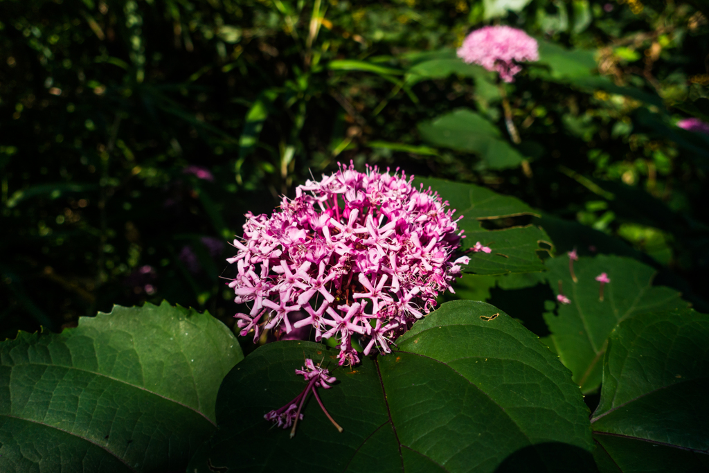 ボタンクサギ