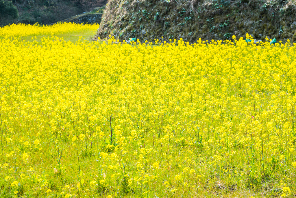 蕨野棚田の菜の花-2