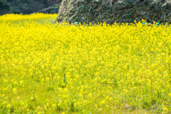 蕨野棚田の菜の花-2
