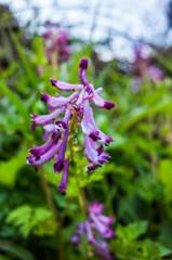 ムラサキケマン