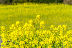 菜の花
