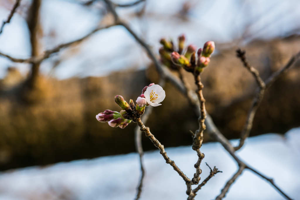 開花始まるソメイヨシノ